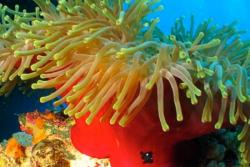 Marsa Alam - Red Sea Dive Holiday. Anemone.
